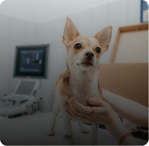 Small dog being examined in a veterinary clinic